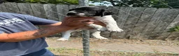 German Shorthaired Pointer dogs for sale: Watermelon  - Ad 2