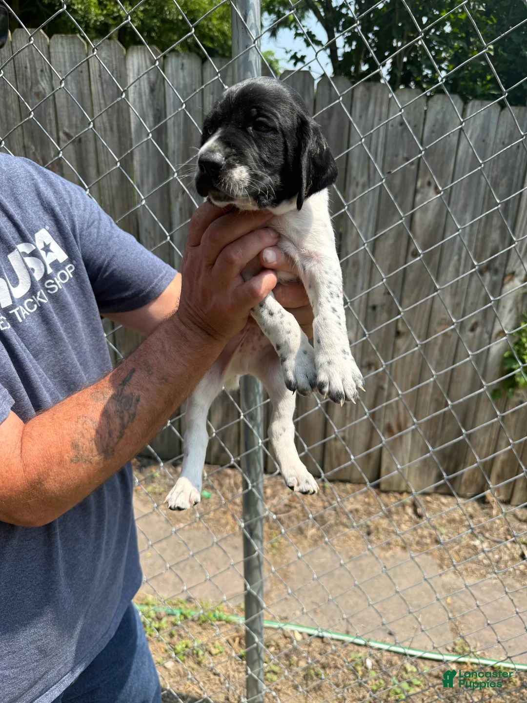 German Shorthaired Pointer dogs for sale: Watermelon  - Ad 2