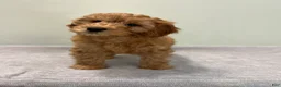 Mini Goldendoodle dogs for sale: Whiskey - Ad 5