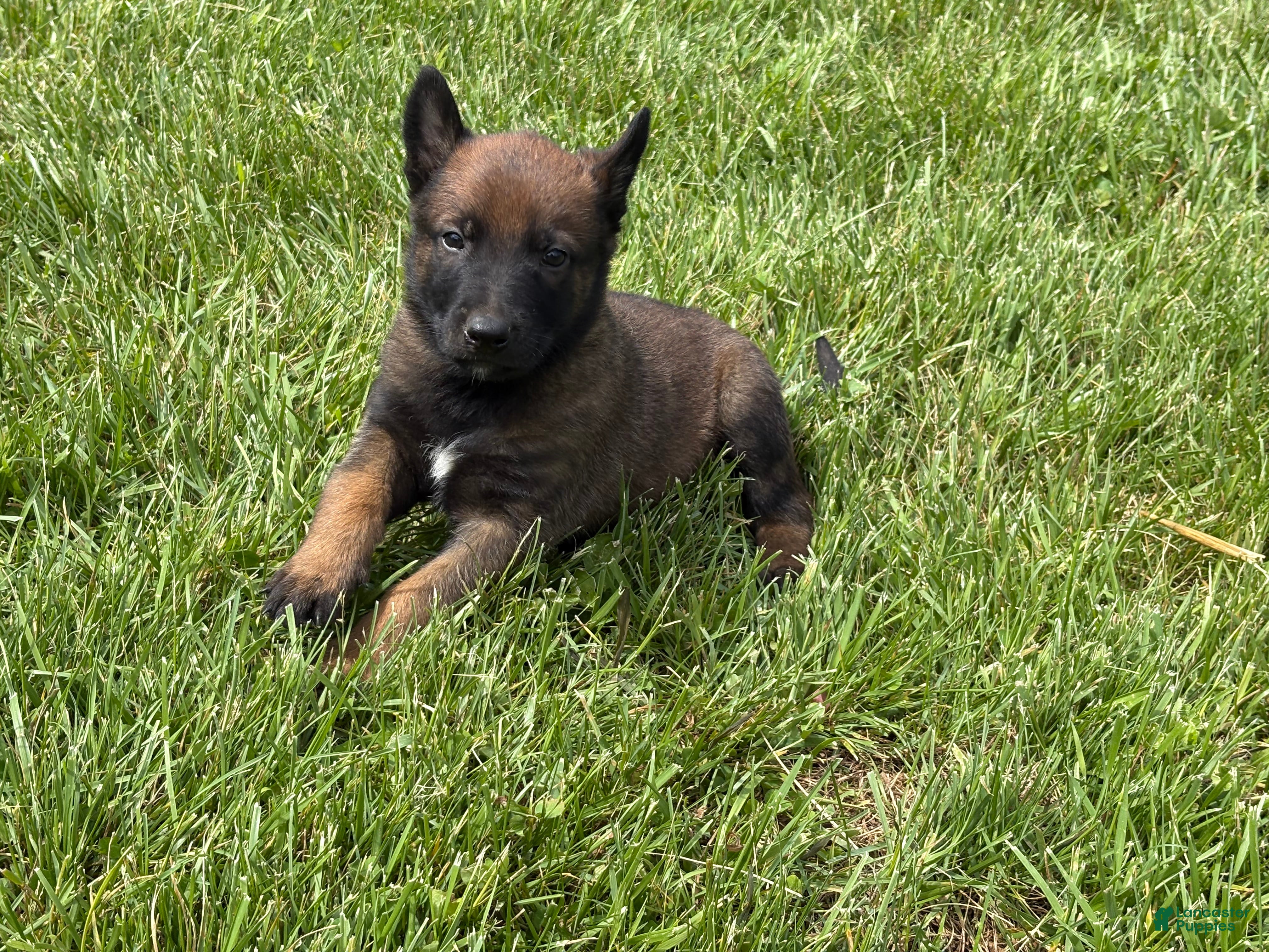 Belgian Malinois dogs Montgomery - Ad 8