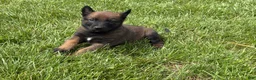 Belgian Malinois dogs for sale: Montgomery - Ad 1