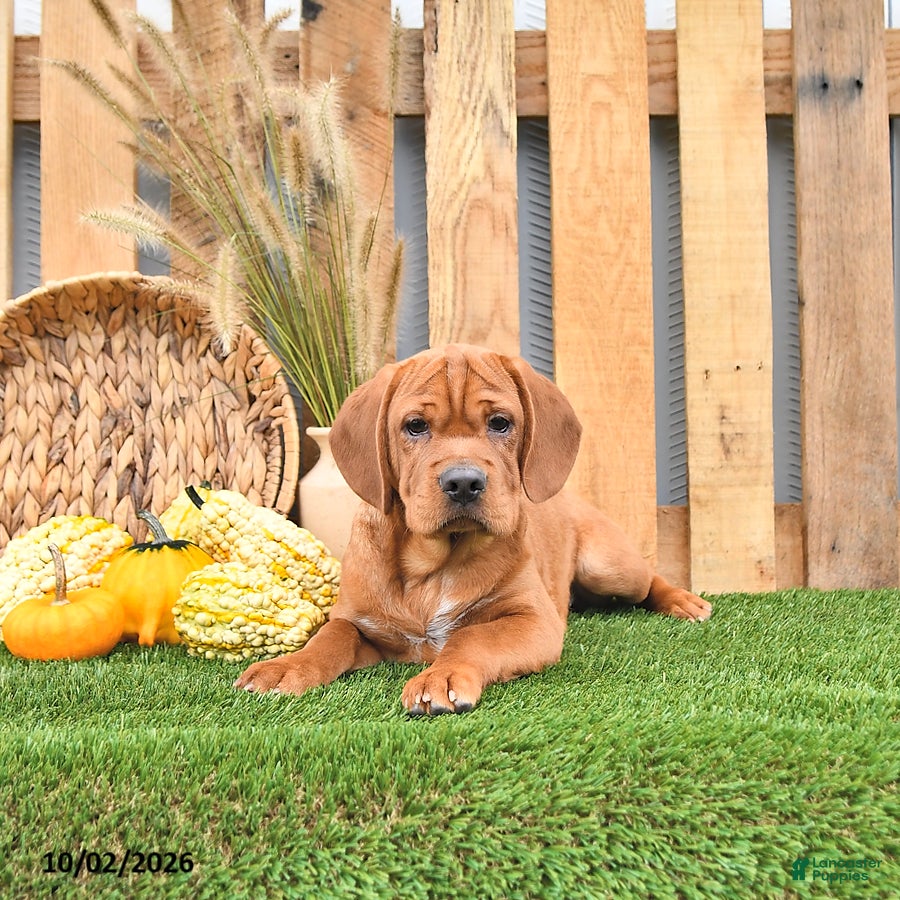 Mini Hippo dogs Missie - Ad 1