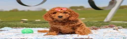 Miniature Labradoodle dogs for sale: Treva - Ad 3