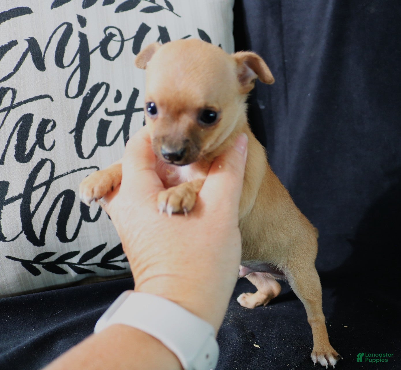 Chihuahua dogs for sale: Eddie - Ad 1