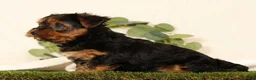 Yorkshire Terrier dogs for sale: Brandy - Ad 6