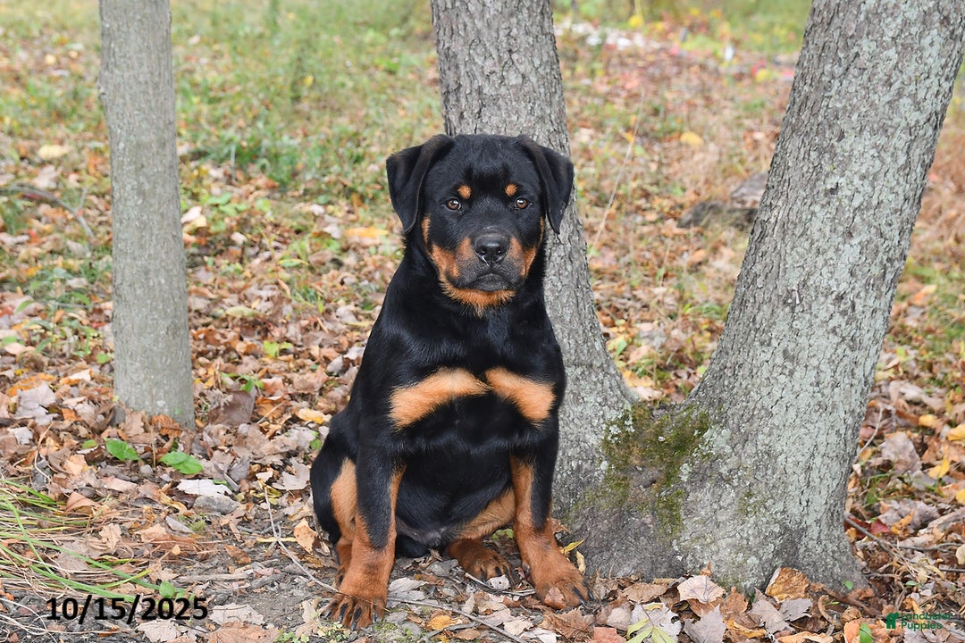 Rottweiler dogs for sale: Rain - Ad 5