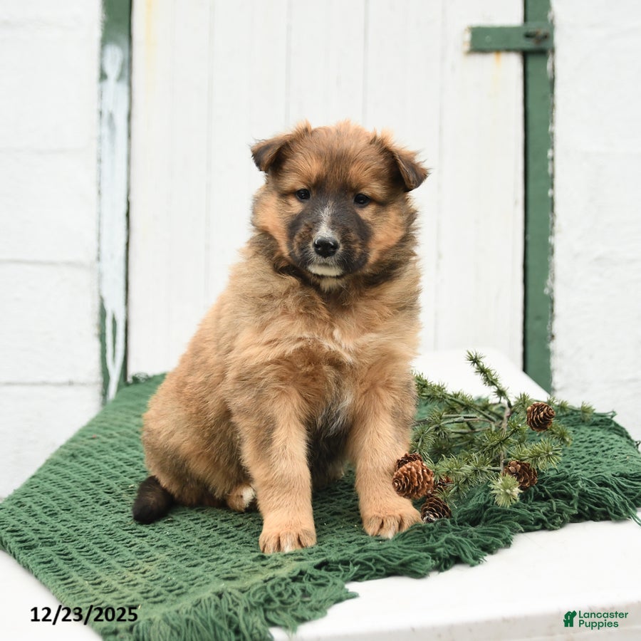 Mixed Breed dogs Blaze - Ad 6