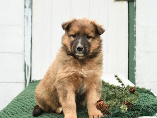 Mixed Breed dogs Blaze - Ad 6
