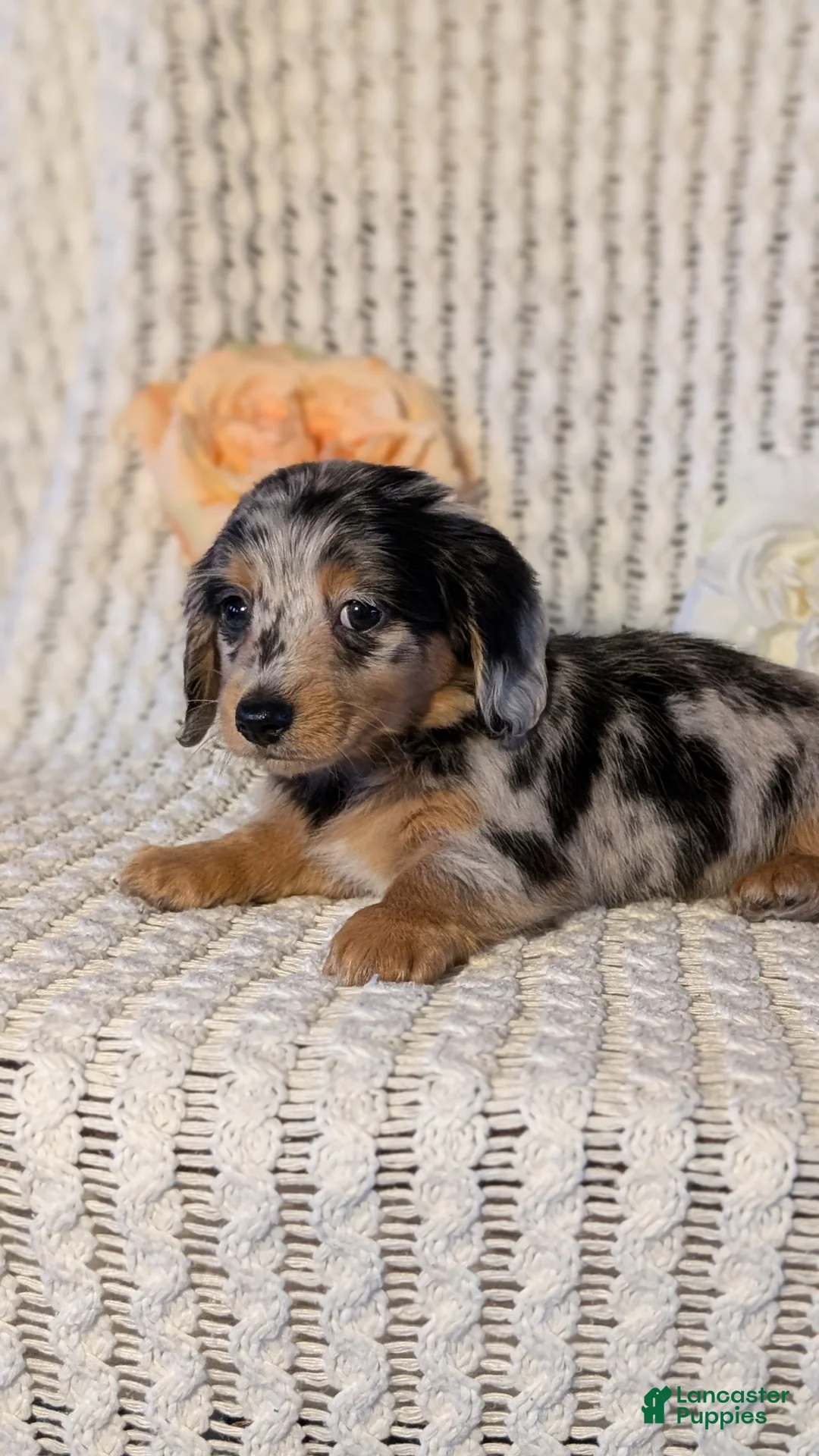 Miniature Dachshund dogs for sale: Lyla - Ad 6