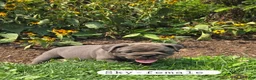 Olde English Bulldogge dogs for sale: Sky - Ad 5