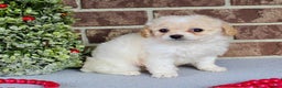Miniature Poodle dogs for sale: Frosty - Ad 7