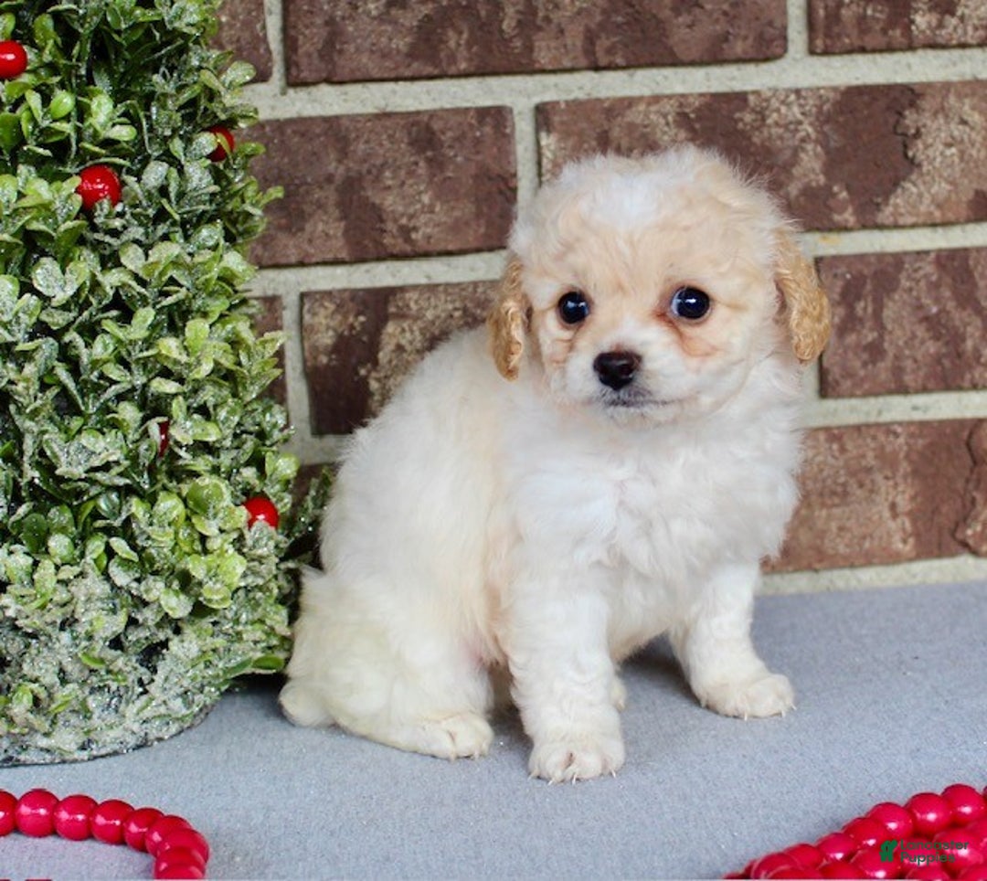 Miniature Poodle dogs for sale: Frosty - Ad 7