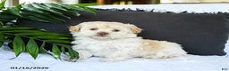 Mixed Breed dogs for sale: Creamer - Ad 4