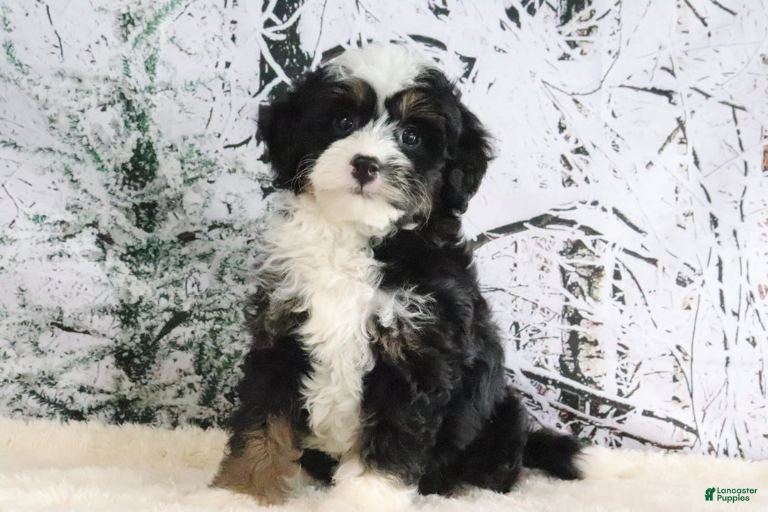 Mini Bernedoodle dogs for sale: Ruby - Ad 3