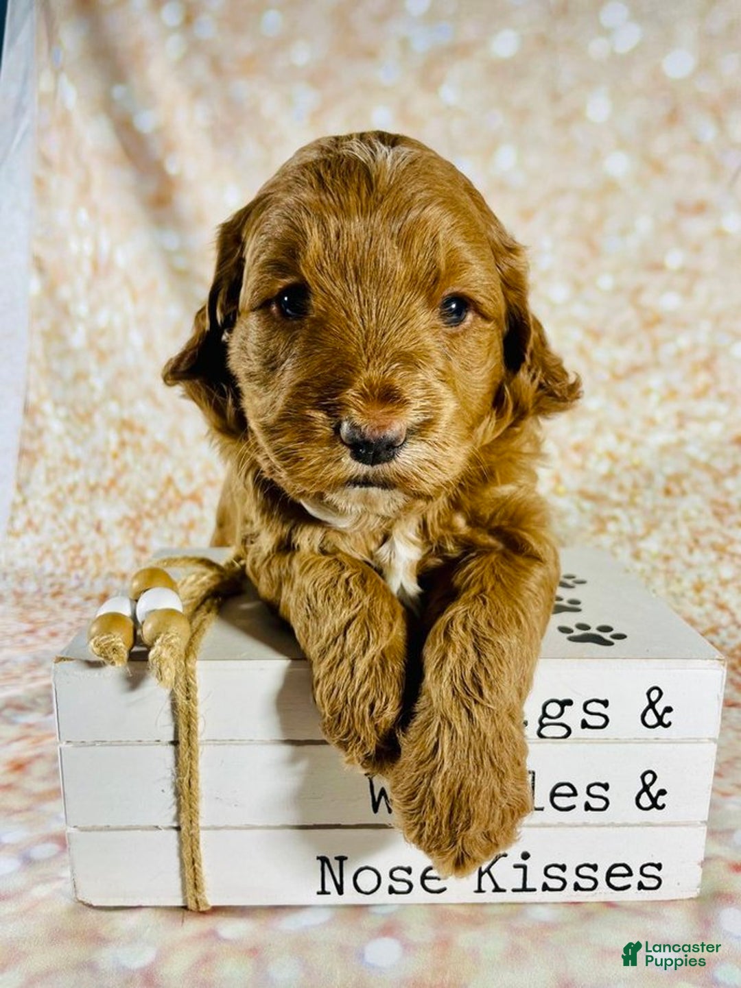 Goldendoodle dogs for sale: Dr Nefario - Ad 1