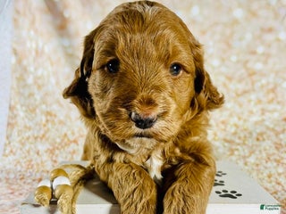 Goldendoodle dogs for sale: Dr Nefario - Ad 1