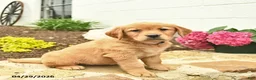 Golden Retriever dogs for sale: Cece  - Ad 2