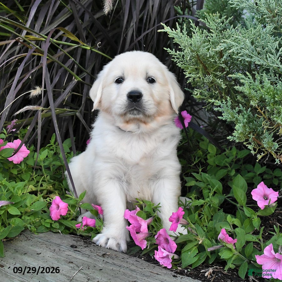 Golden Retriever dogs for sale: Daphne - Ad 4