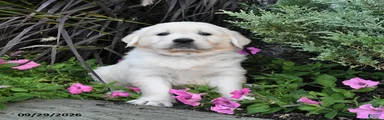 Daphne