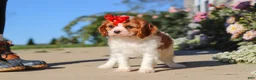 Cavalier King Charles Spaniel dogs for sale: Maggie - Ad 6