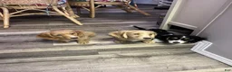 Miniature Dachshund dogs for sale: Miniature Dachshund 3 - Ad 4