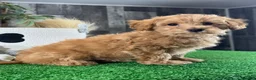 Yorkiepoo dogs for sale: Ollie - Ad 4
