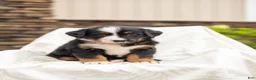 Bernese Mountain Dog dogs for sale: Remy - Ad 1