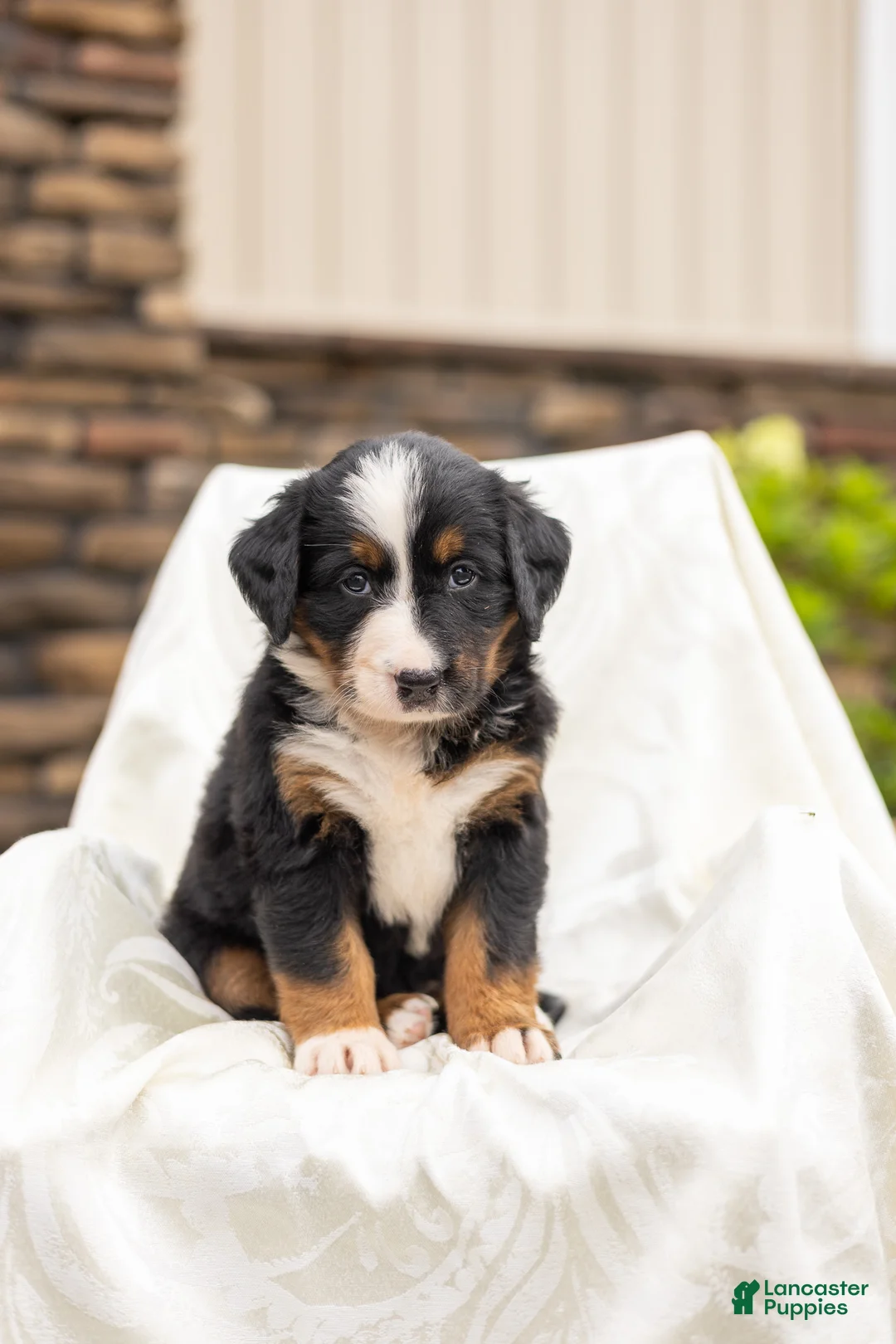 Bernese Mountain Dog dogs for sale: Remy - Ad 1