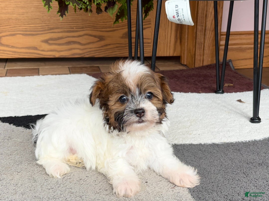 Havanese dogs for sale: Female 2 - Ad 3