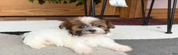 Havanese dogs for sale: Female 2 - Ad 3