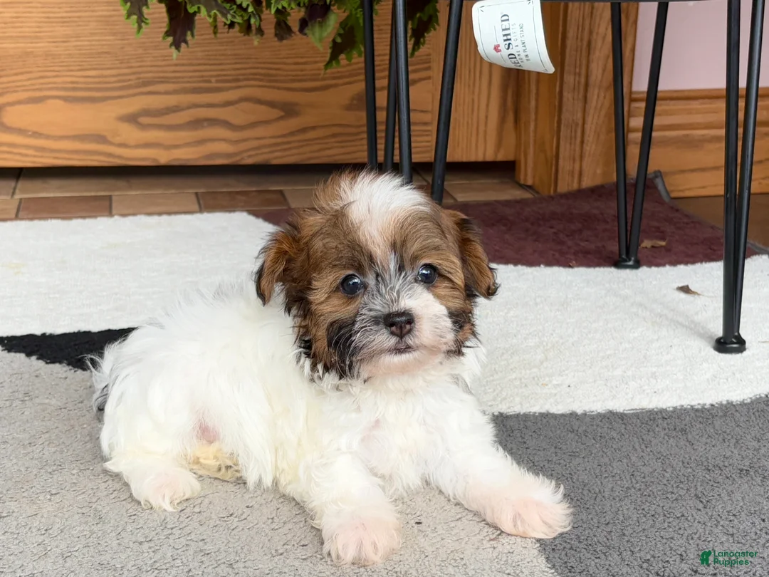 Havanese dogs for sale: Female 2 - Ad 3