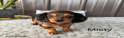 Miniature Dachshund dogs for sale: Misty - Ad 1