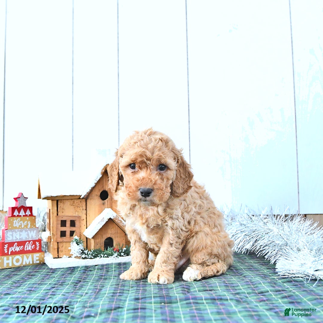 Mini Goldendoodle dogs for sale: Ned - Ad 4
