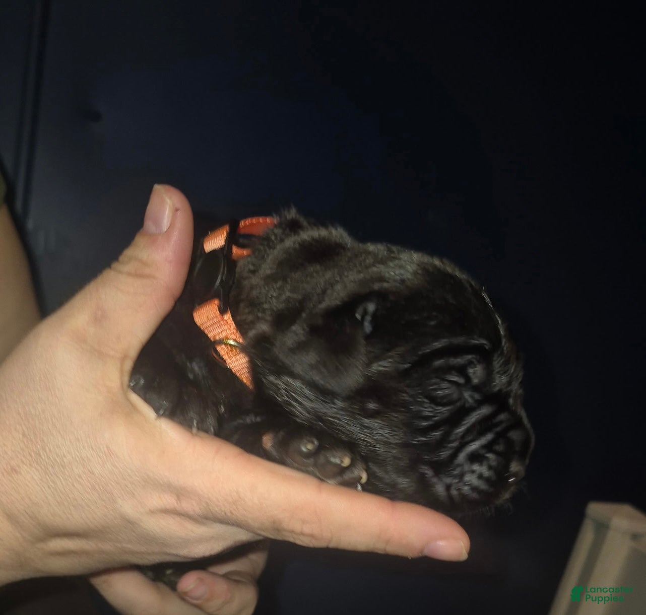 Cane Corso dogs Cane Corso Puppy 7 - Ad 28