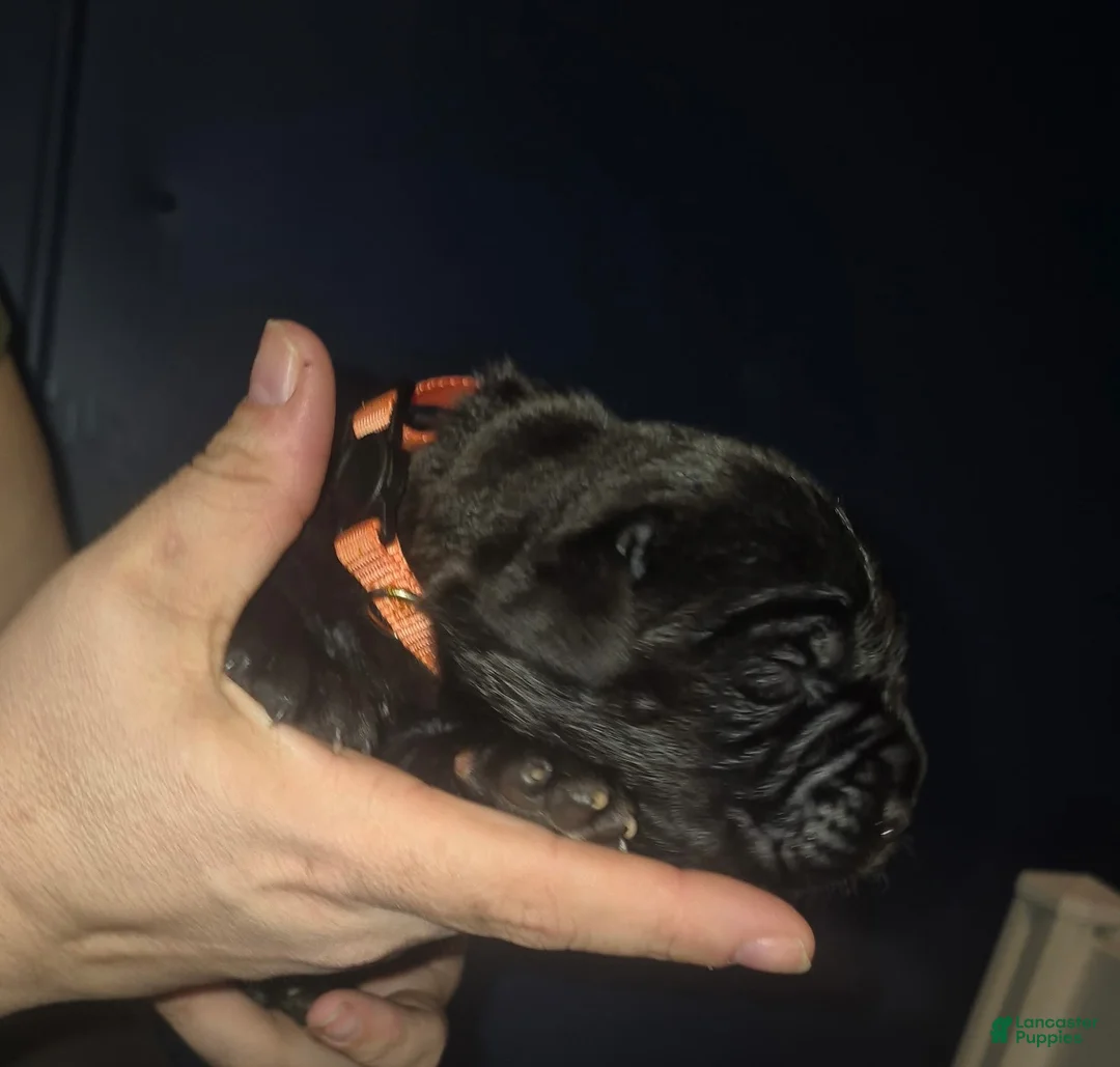 Cane Corso dogs for sale: Cane Corso Puppy 7 - Ad 1