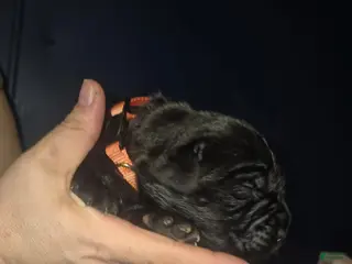 Cane Corso dogs Cane Corso Puppy 7 - Ad 28