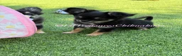 Chihuahua dogs for sale: Nancy - Ad 3