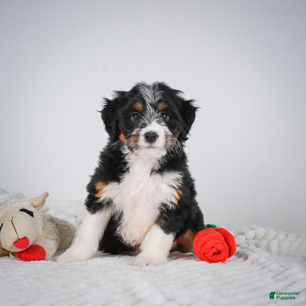 Mini Bernedoodle dogs Sammy - Ad 1