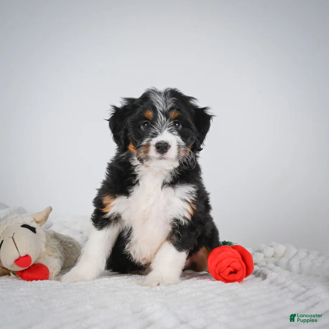 Mini Bernedoodle dogs for sale: Sammy - Ad 1