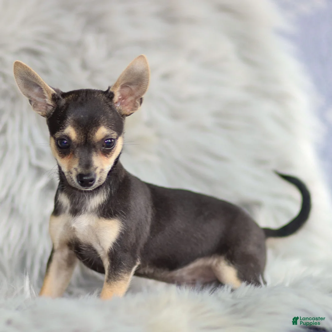 Chihuahua dogs for sale: Phoenix - Ad 19