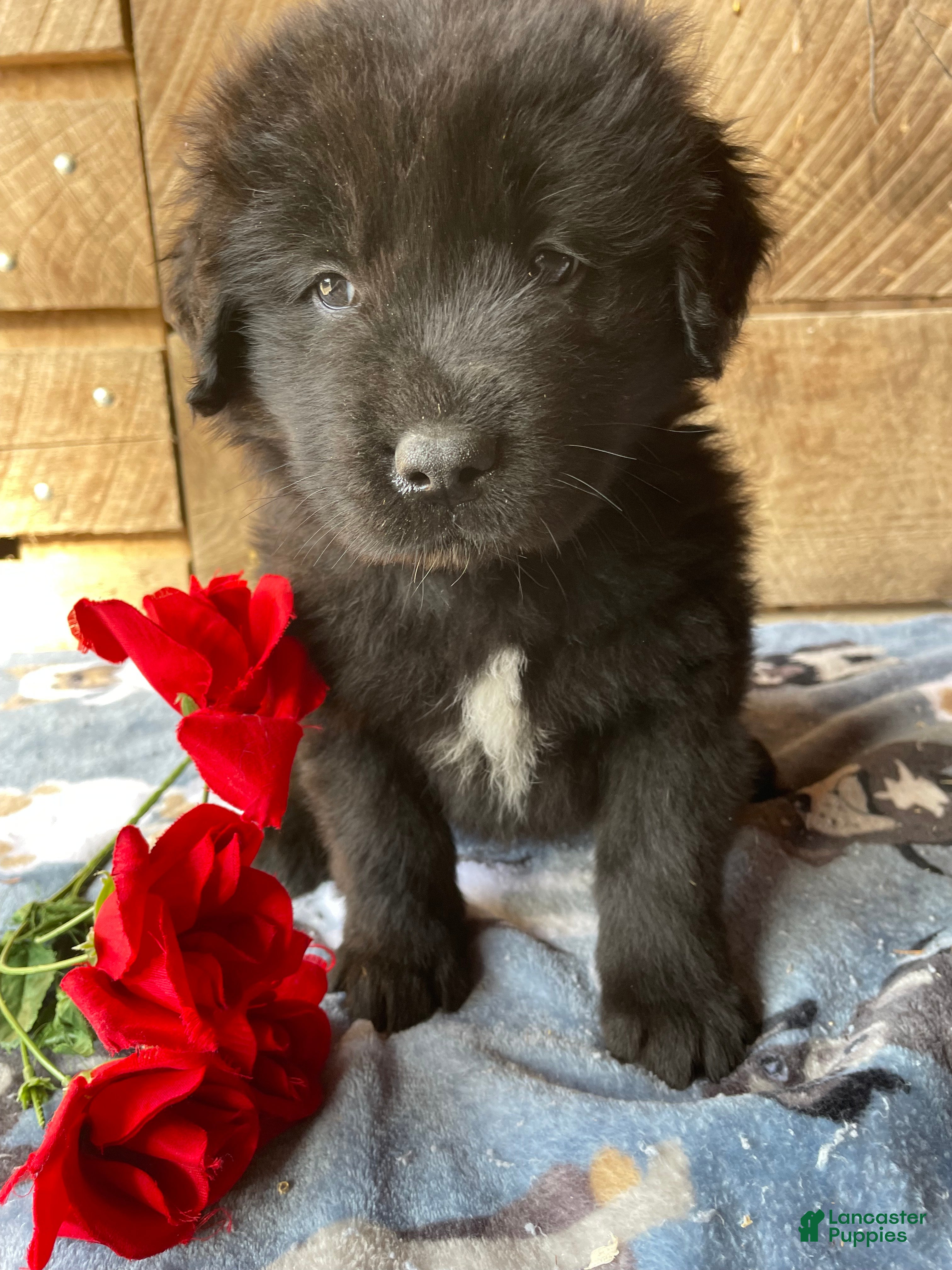 Mixed Breed dogs Cole - Ad 23