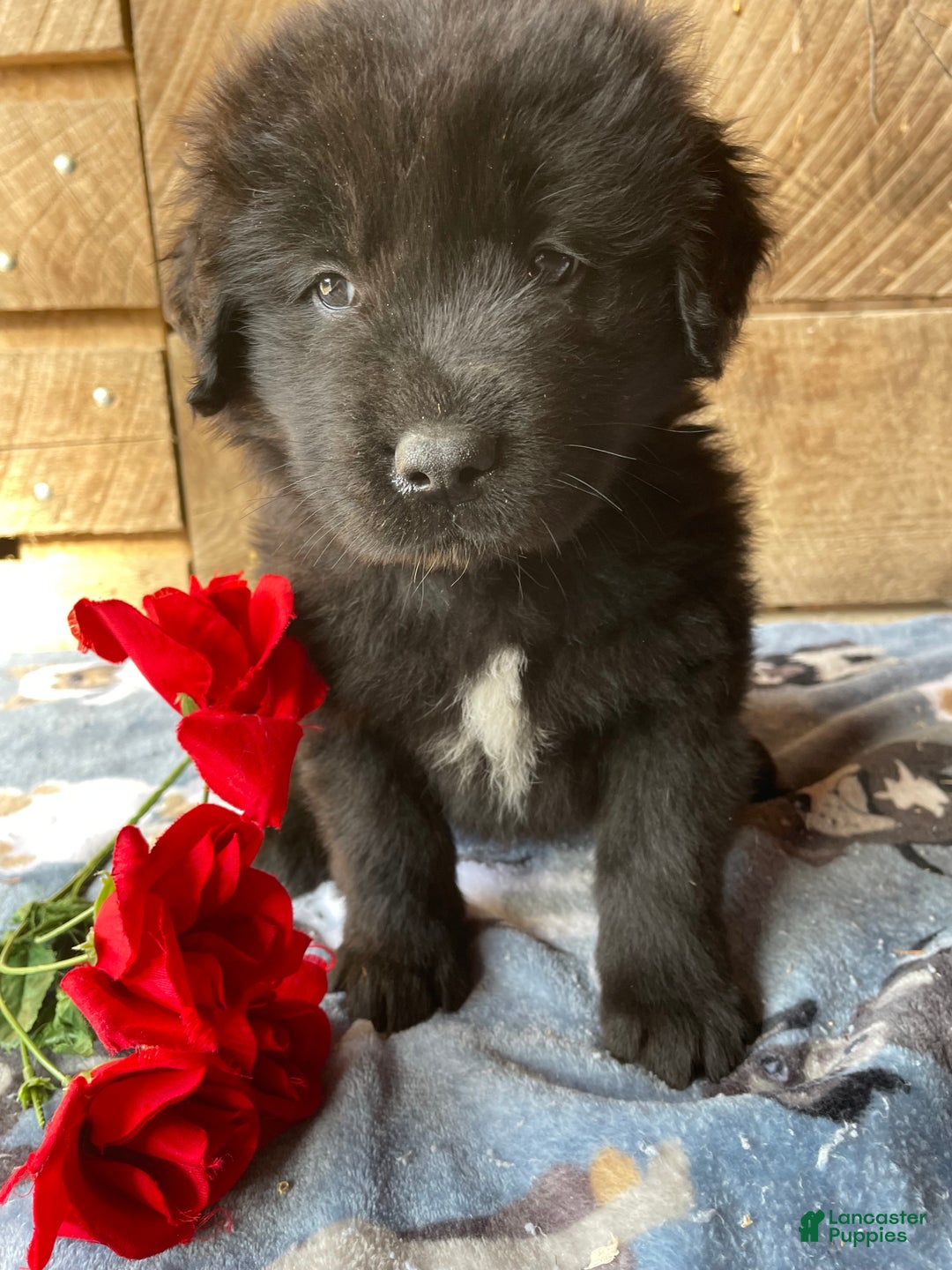 Mixed Breed dogs for sale: Cole - Ad 1