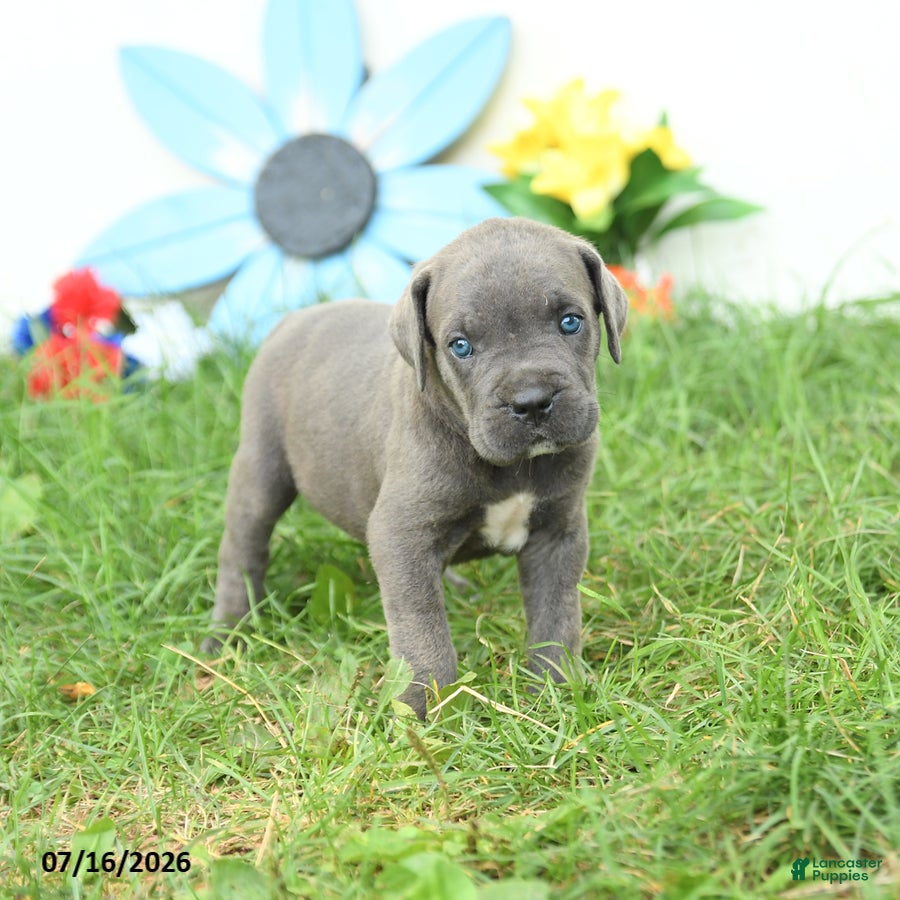Cane Corso dogs Raven - Ad 1