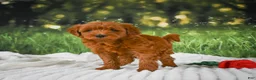 Mini Goldendoodle dogs for sale: Teddy - Ad 8