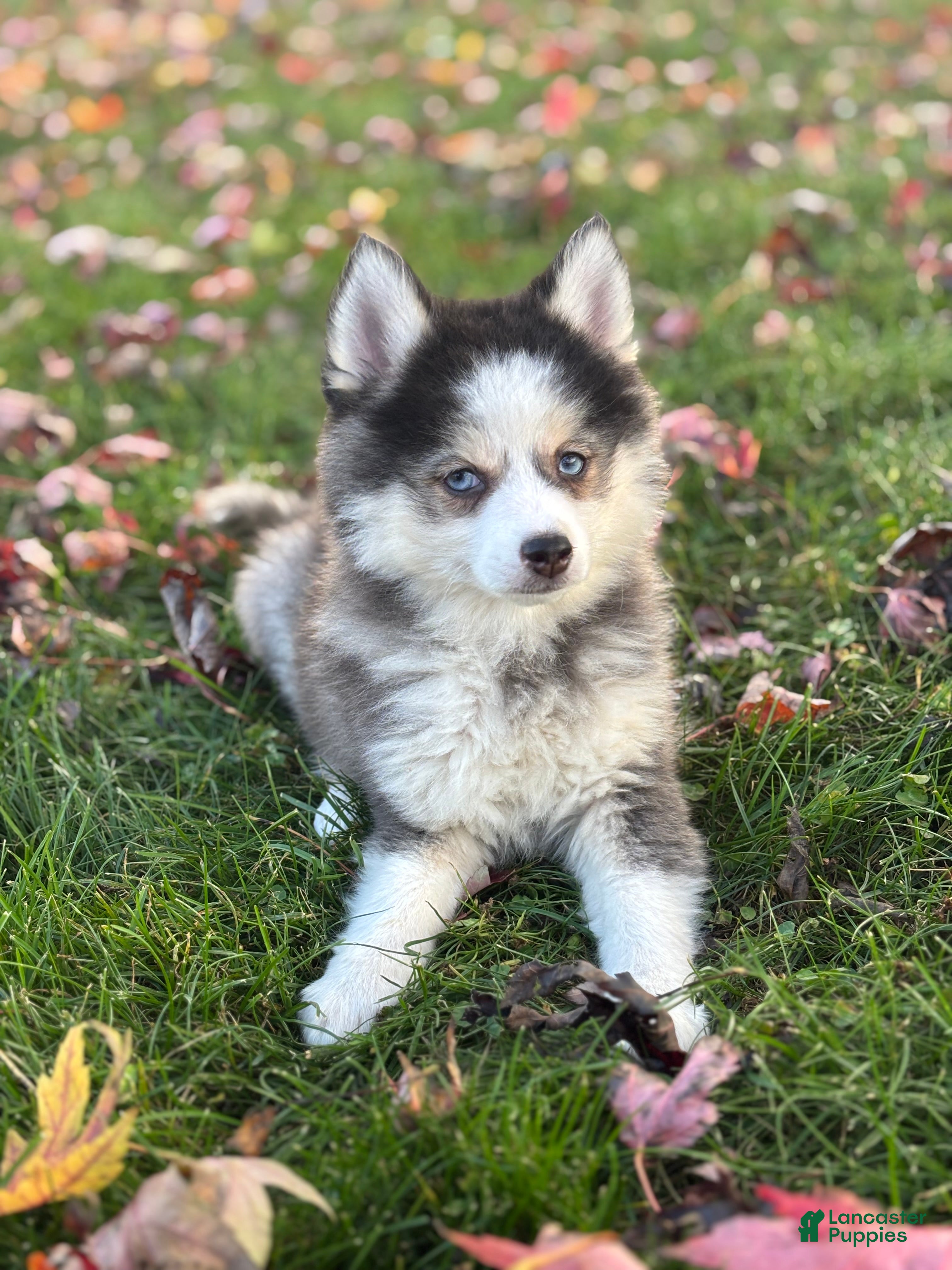 Pomsky dogs for sale: Alice - Ad 1