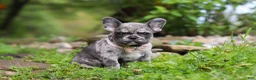 French Bulldog dogs for sale: Jewel - Ad 8