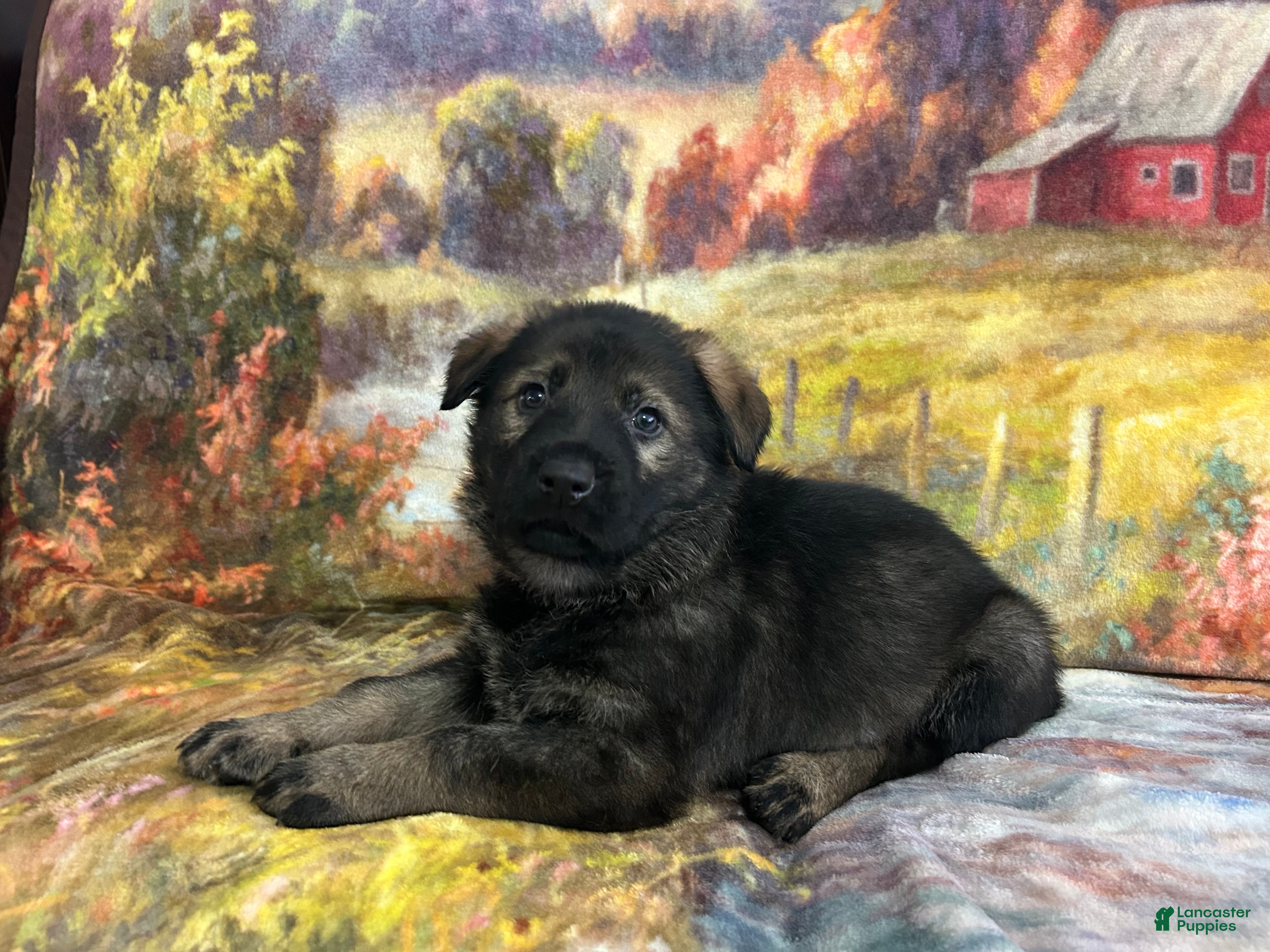 German Shepherd dogs Cody/ Willow Green - Ad 24