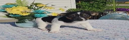Jack Russell Terrier dogs for sale: Chocolate - Ad 1