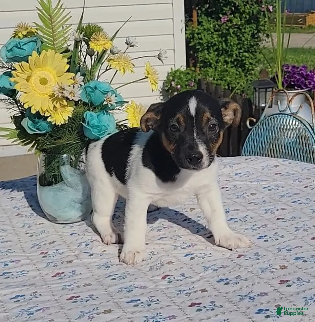 Jack Russell Terrier dogs for sale: Chocolate - Ad 1