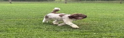 Goldendoodle dogs for sale: Buckeye - Ad 2
